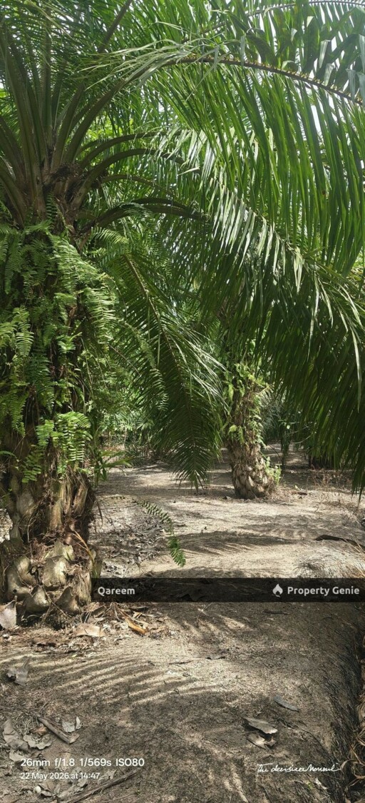1.5 Ekar Sungai Burong Sekinchan Sabak Bernam