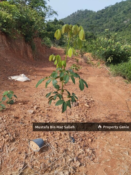[Kebun Getah] Telok Datu, Pokok Sena