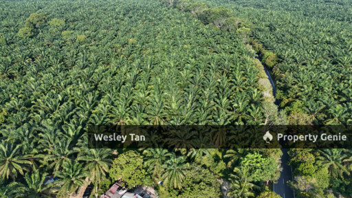 Jasin Jln Tehel Freehold Mainroad 9.9acres Matured Palm Oil Agri Land