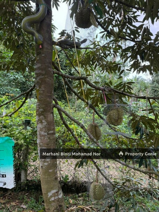 Mature Durian Farm • Tanah Suku Ekar • Kuang