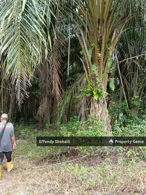 JELEBU PERADONG TANAH PERTANIAN