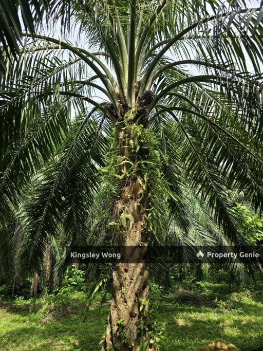 Kampung Ribu Kuala Kangsar 4.3 Acre Oil Palm Agriculture Land