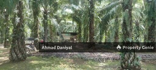 Oil Palm Land @ Ulu Cheka Jerantut Pahang For Sale