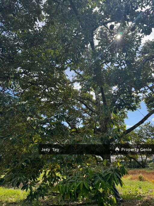 Parit Abdul Rahman, Pontian, Johor (Durian Farm) Land for Sale