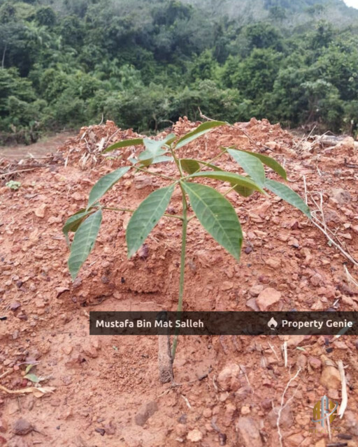 Tanah Kebun Getah Klon PB 350 Lubok Datu Pokok Sena Kedah