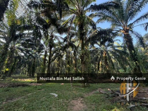 [Kebun Sawit] Sungai Tengas, Kulim, Kedah