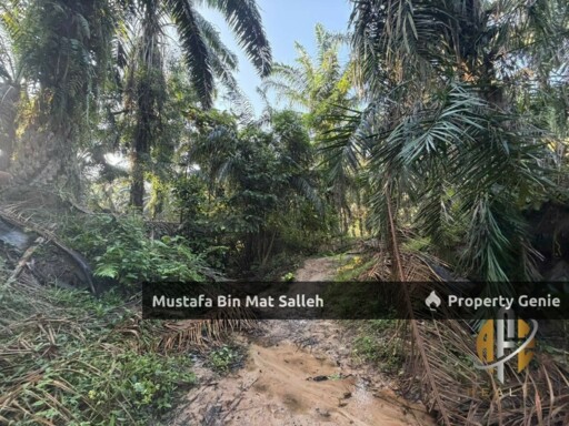 [Kebun Sawit] Sungai Tengas, Kulim, Kedah