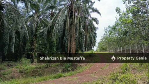 Tanah 8 Ekar, Kelapa Sawit. Di Segamat