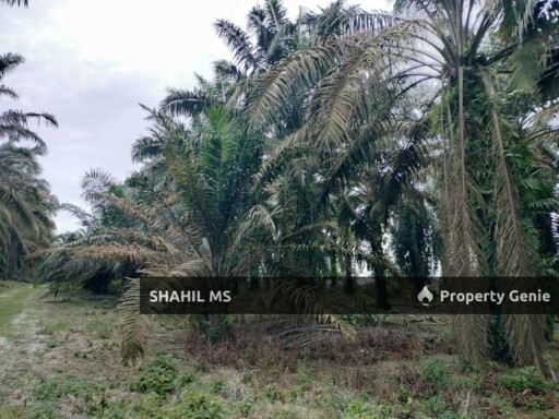 SIMPANG RENGAM JOHOR || KAMPUNG BUKIT KENANGAN || TANAH PERTANIAN || REZAB MELAYU || FREEHOLD || RM1.15 JUTA