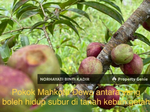 TANAH PERTANIAN KEBUN GETAH 7.5 EKAR DI PENOR