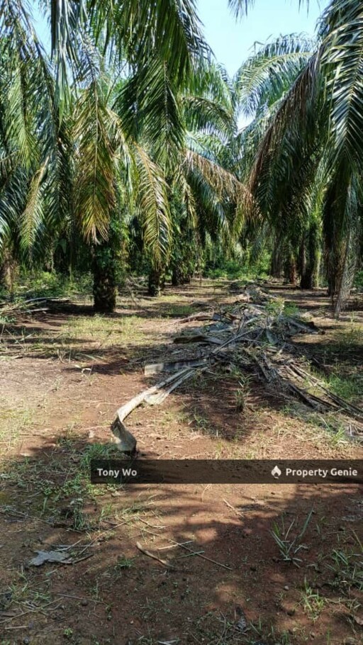 Agriculture Land with  Palm Oil Farm