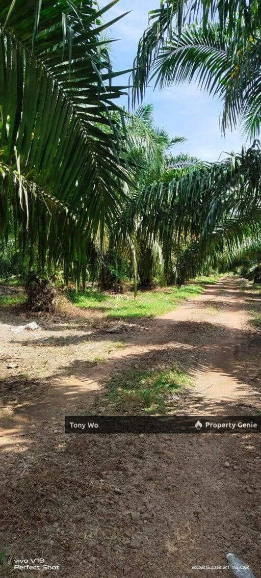 Palm Oil Farm For Sale