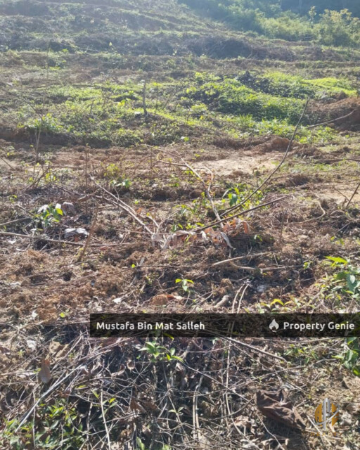 Tanah Kebun Getah Klon PB 350 Lubok Datu Pokok Sena Kedah