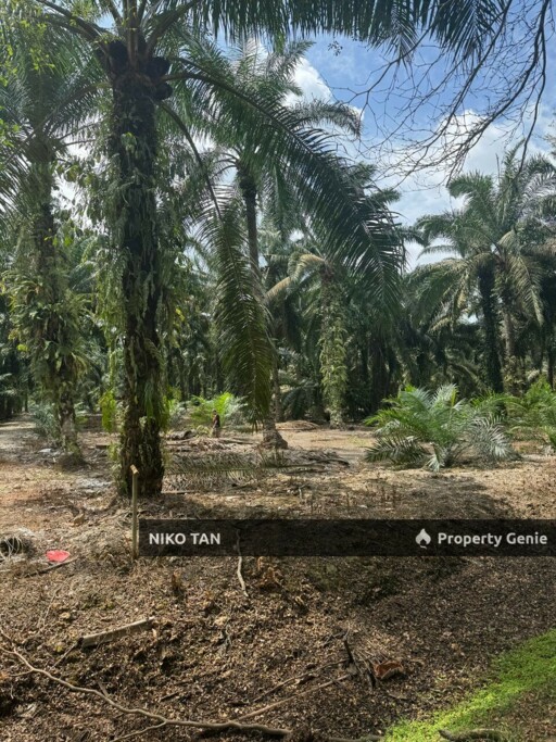 Pontian Land Beside Main Road Skudai - Pontian Highway