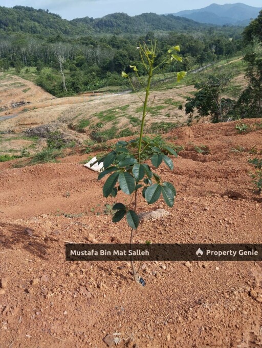[Kebun Getah] Telok Datu, Pokok Sena