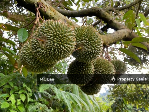 *Musang King Durians:* 95% (9-10 year-old trees)   ✔️ *Black Thorn Durians:* 5% (9-10 year-old trees)
