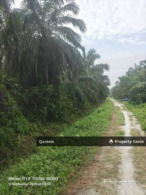 4.1 Ekar LAdang Sawit Pulau Ganda Suli Hutan Melintang, PErak