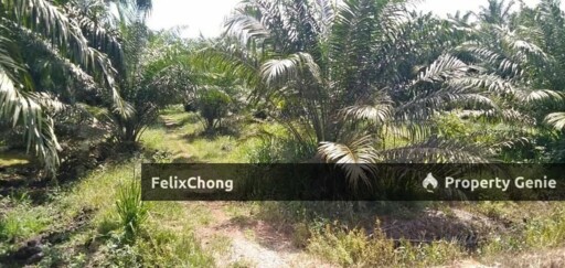 Pontian Agriculture Land,Kukup Resort,Johor Bahru