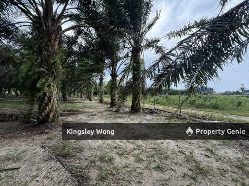 Sungai Siput Jalong Tinggi Freehold Agricultural Land 5 from Main Road