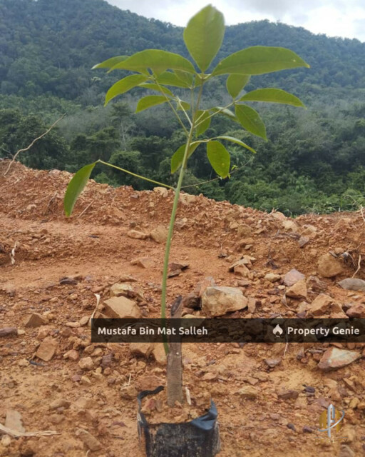 Tanah Kebun Getah Klon PB 350 Lubok Datu Pokok Sena Kedah