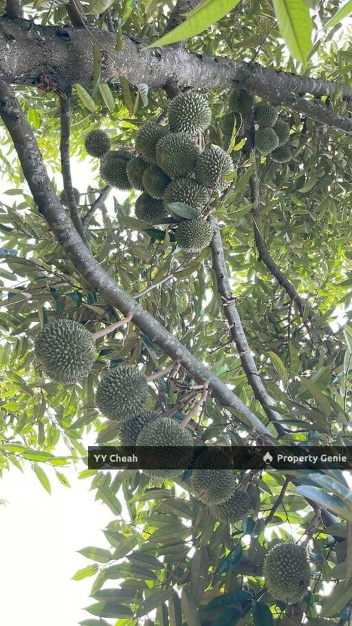 Kuala Kangsar Perak 7.7 Acres Freehold Agri Land For Sale, Well-maintained Orchard