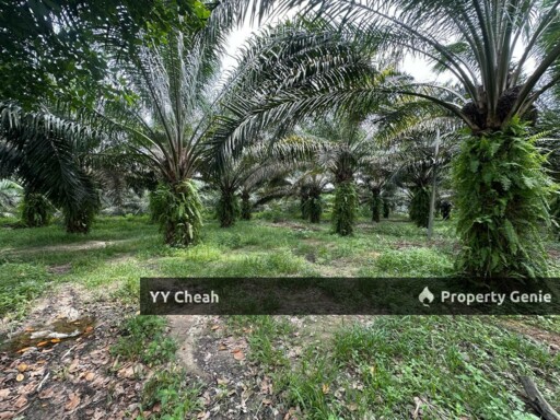 Jeram Agri Land, Perak - Freehold - Palm oil + bired nest, normal car can go
