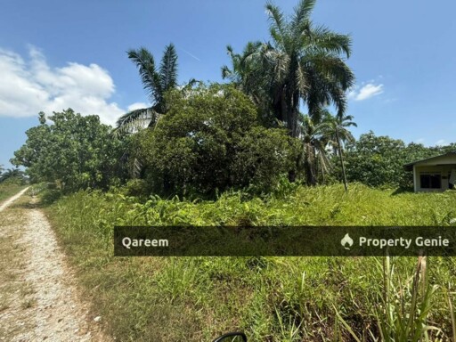 3.4 Ekar parit 10 Sungai Panjang Sabak Bernam