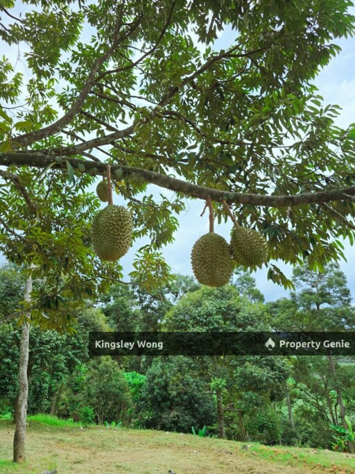 Liman Kati, Kuala Kangsar, Perak Freehold 5.9acres Agriculture land