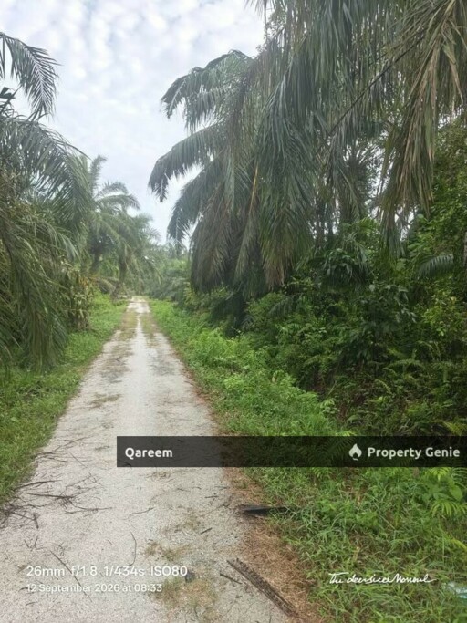 4.1 Ekar LAdang Sawit Pulau Ganda Suli Hutan Melintang, PErak