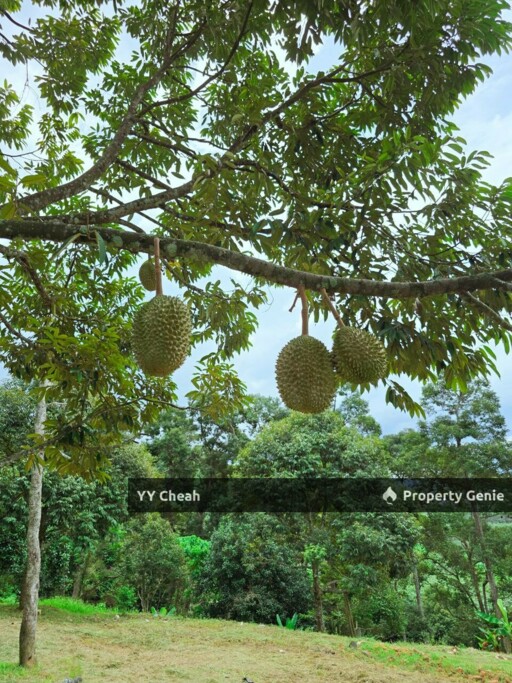 Liman Kati Durian Orchard Land For Sale Freehold 5.9acres RM1.2m only