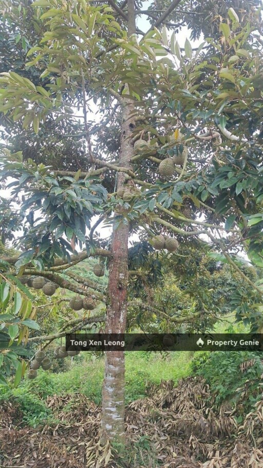 Durian Land in Jelebu Negeri Sembilan For Sale