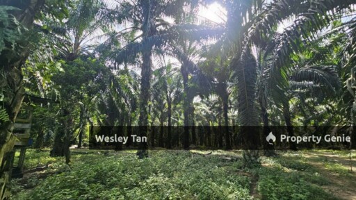 Jasin Jln Tehel Freehold Mainroad 9.9acres Matured Palm Oil Agri Land