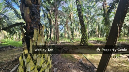 Jasin Jln Tehel Freehold Mainroad 9.9acres Matured Palm Oil Agri Land
