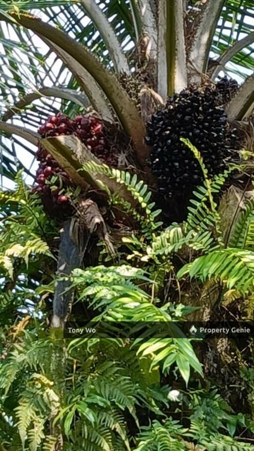 Agriculture Land with  Palm Oil Farm