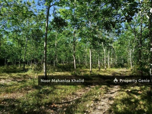 Tanah Kebun Getah, Kampung April Mukim Gajah Mati, Pokok Sena Kedah