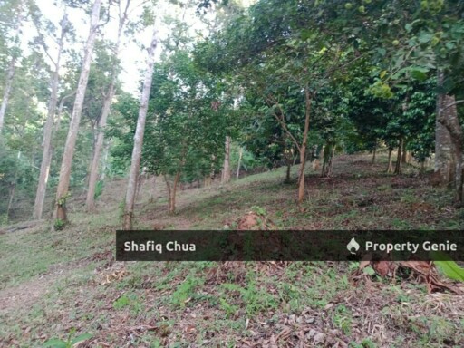 Beautiful Orchard Land for Sale in Ulu Melaka, Langkawi