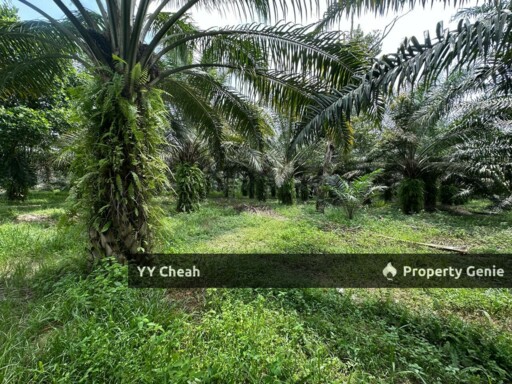 Jeram Agri Land, Perak - Freehold - Palm oil + bired nest, normal car can go