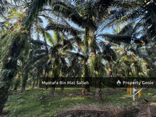 [Kebun Sawit] Sungai Tengas, Kulim, Kedah