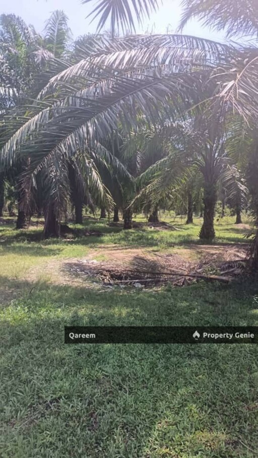[FREEHOLD] 2.68 Ekar Ladang Sawit Kelanang Banting