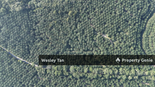 Jasin Jln Tehel Freehold Mainroad 9.9acres Matured Palm Oil Agri Land