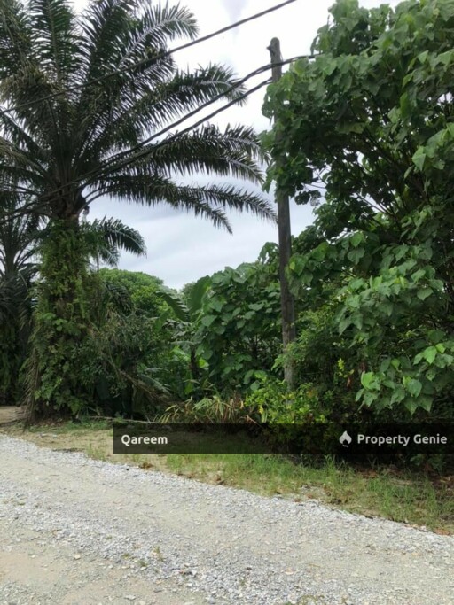 2 Ekar tanah Pertanian Kalumpang Tambahan. Kerling
