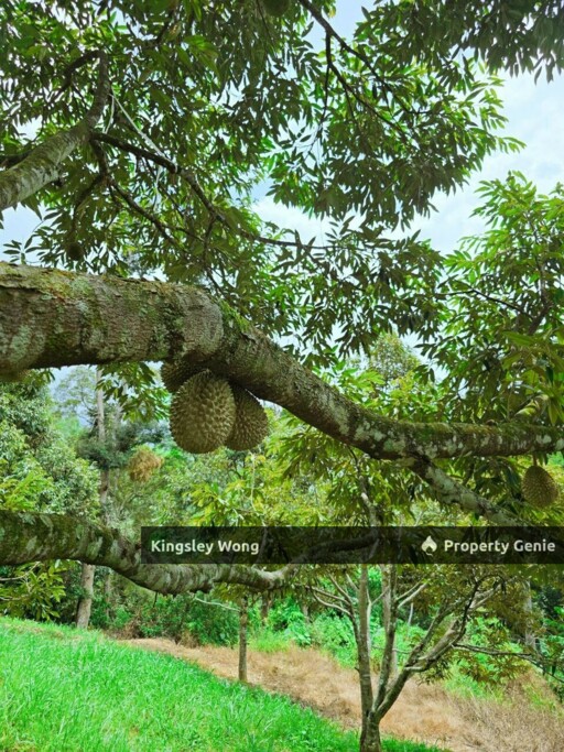 Liman Kati, Kuala Kangsar, Perak Freehold 5.9acres Agriculture land