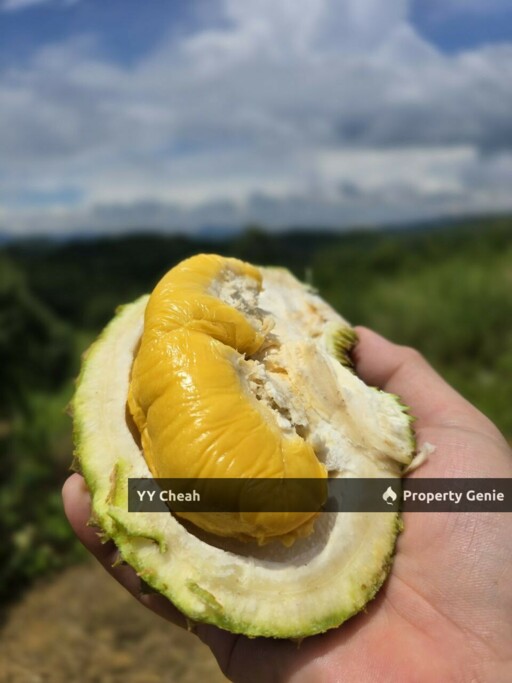 Liman Kati Durian Orchard Land For Sale Freehold 5.9acres RM1.2m only