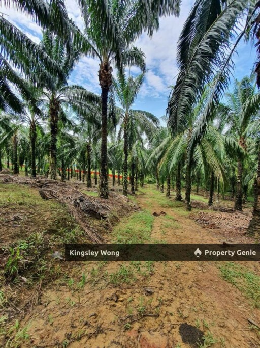 Sungai Siput Jalong Perak Freehold 8.3 Acres Agriculture Land Flat & Sloppy Land