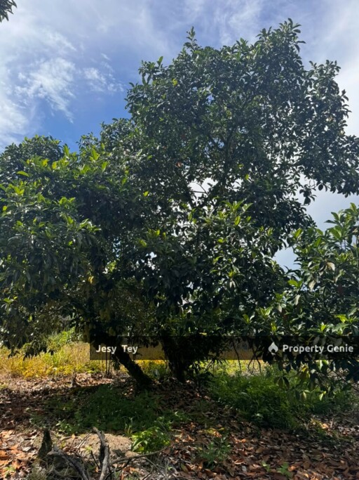 Parit Abdul Rahman, Pontian, Johor (Durian Farm) Land for Sale