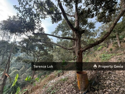Titi KENABOI KG CHENNAH, KUALA KLAWANG JELEBU TITI KENABODURIAN RUBBER LAND, Kuala Klawang