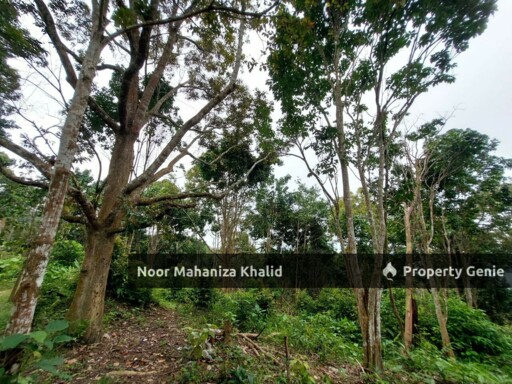 Tanah Pertanian Kampung Ibol Seberang @ Solok Lanjut Manis, Terachi Kuala Pilah