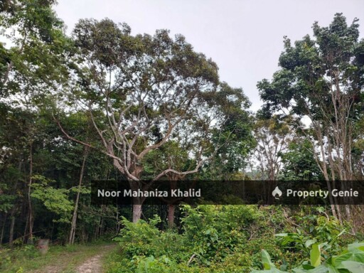 Tanah Pertanian Kampung Ibol Seberang @ Solok Lanjut Manis, Terachi Kuala Pilah