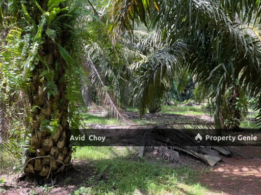 Mukim Kesang, 1.14 Acre Agricultural Land