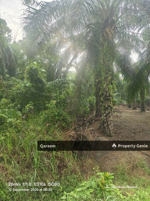 4.1 Ekar LAdang Sawit Pulau Ganda Suli Hutan Melintang, PErak